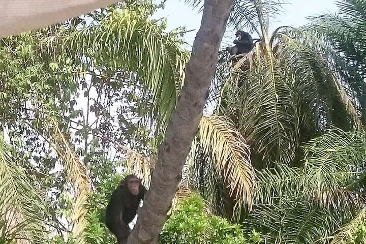 River Gambia National Park Hippo & Chimpanzee Boat Safari to Janjanbureh photo 6
