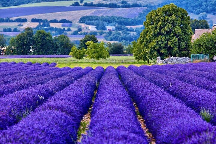 Private 7-Day Burgundy & Provence Wine Tour from Paris to Nice