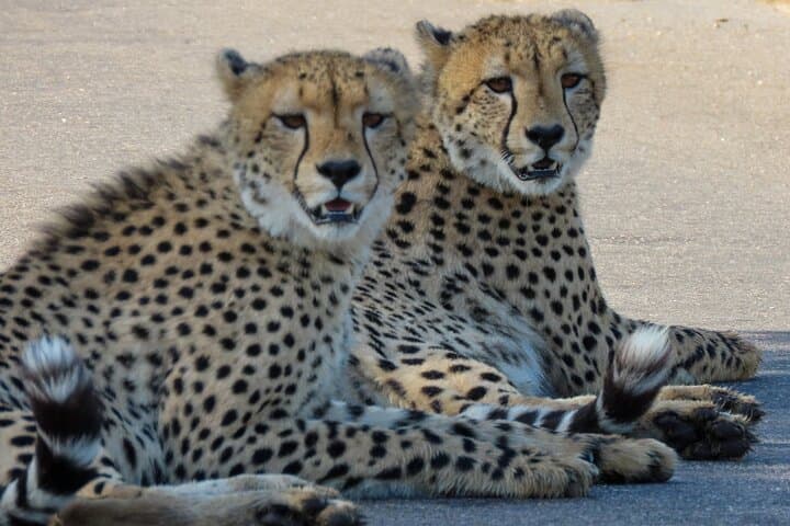 Private Full-Day Safari in Kruger National Park from Hazyview photo 4