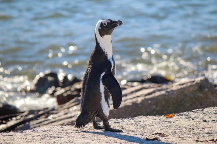 Cape Agulhas Full Day Tour: Penguins, Wine & Southern Tip Adventure photo 5