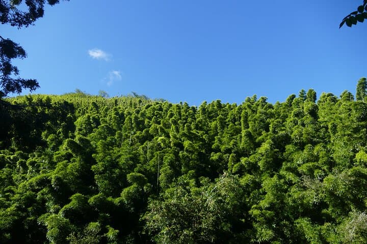 Private Road to Hana Tour: Personalized Drive Along East Maui's Wild Coast photo 6