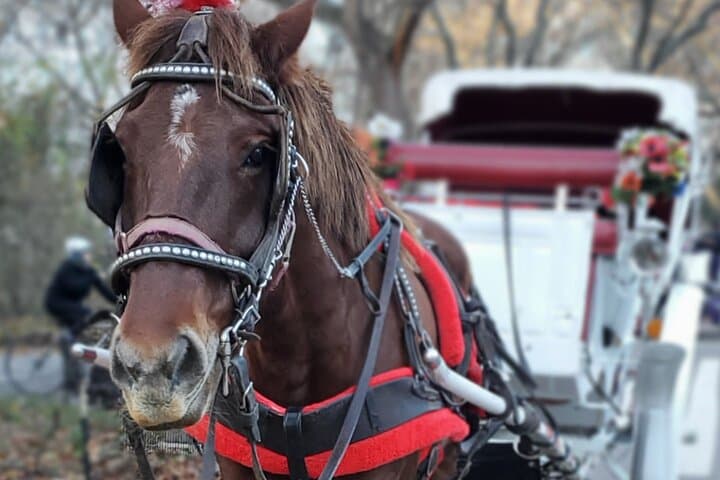 Central Park & Rockefeller Center Private Horse Carriage Tour — Private NYC Horse Carriage Experience photo 3
