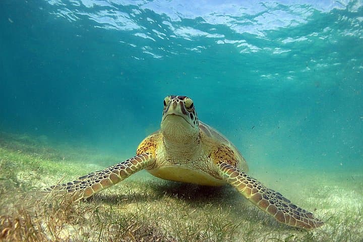 Turtles and Cenote Snorkeling from Tulum — Reef Turtles & Sacred Cenote Swim photo 1