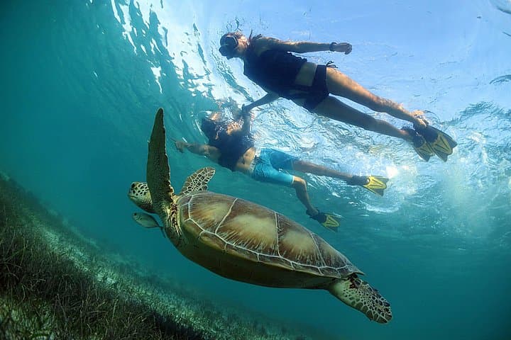 Turtles and Cenote Snorkeling from Tulum — Reef Turtles & Sacred Cenote Swim photo 2