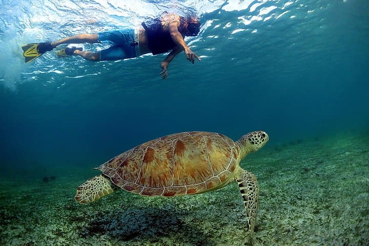 Turtles and Cenote Snorkeling from Tulum — Reef Turtles & Sacred Cenote Swim photo 4