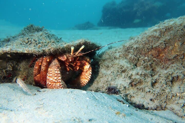 Private Luxury Snorkel Tour in West Palm Beach — Expert Instructor & Wetsuits Included