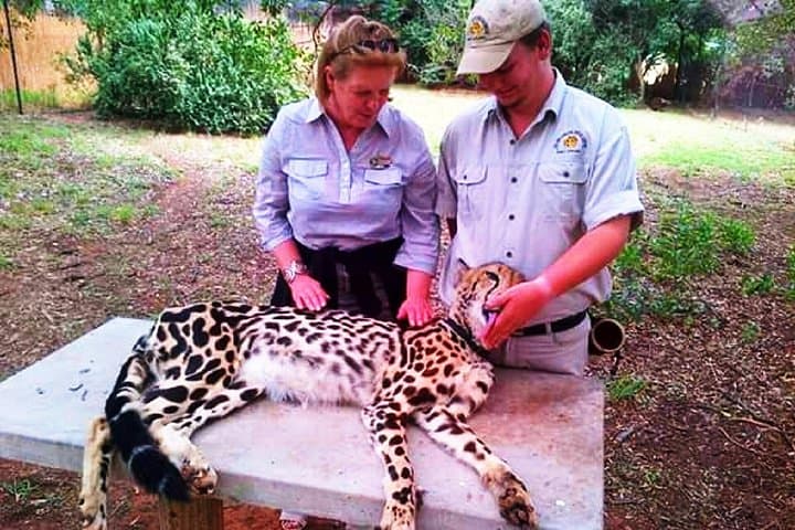 De Wildt Cheetah Tour: Guided Cheetah Run & Wildlife Encounter near Pretoria photo 4