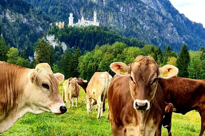 Skip-the-Line Neuschwanstein Castle & Ettal Abbey Private Tour from Munich photo 4