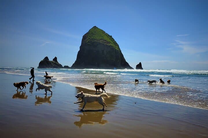 Explore Oregon Coast’s Wild Beauty: Full-Day Guided Tour from Portland photo 5