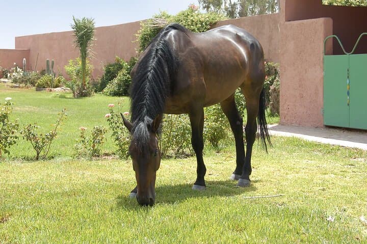 Palmeraie Horse Ride in Marrakesh: Half-Day Guided Equestrian Tour photo 4