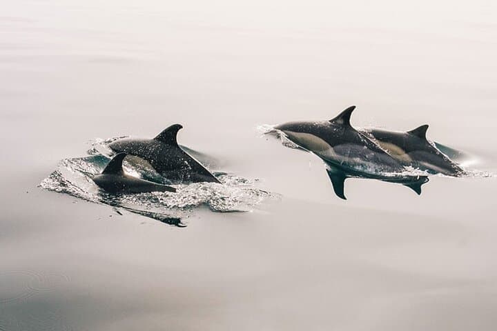 Tenerife Whale & Dolphin Sailing Trip — 3-Hour Wildlife Cruise with Swim Stop photo 2