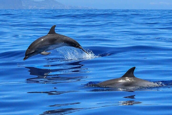 Tenerife Whale & Dolphin Sailing Trip — 3-Hour Wildlife Cruise with Swim Stop