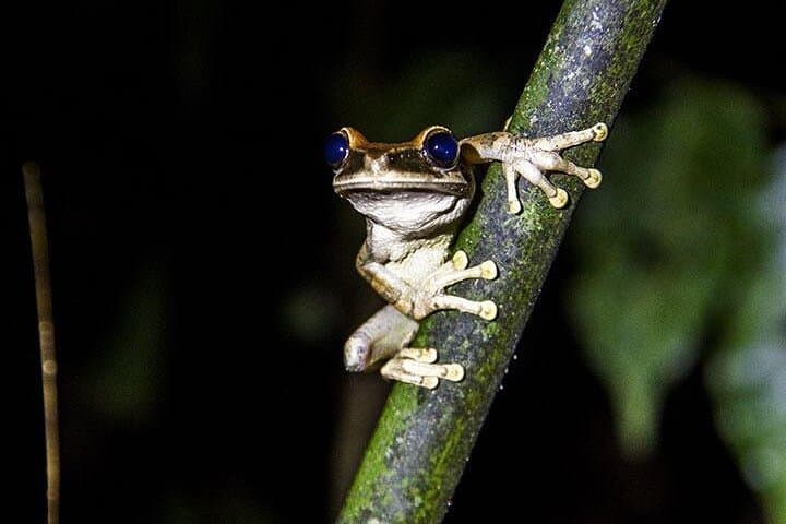 Cuyabeno Dolphin Lodge: 4-Day Amazon Canoe, Hike & Wildlife Experience photo 4