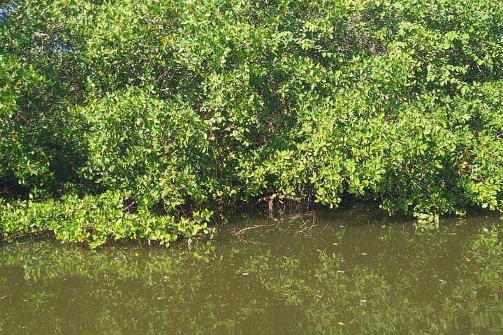 Marapendi Lagoon Half-Day Boat Tour: Wildlife & Conservation Cruise from Rio photo 4