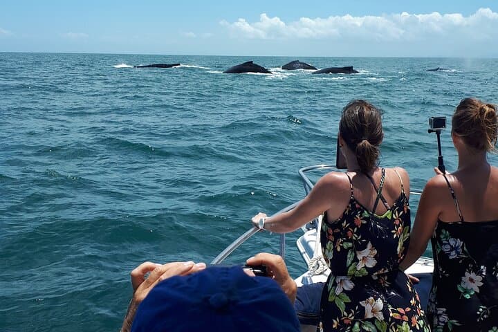 Private Whale Watching in the Pearl Islands aboard a 27ft Proline