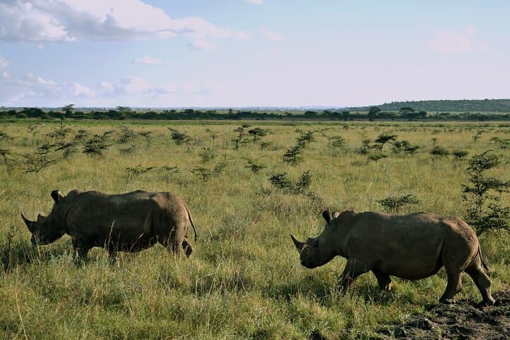 5-Day Uganda Safari — Murchison Falls Nile Cruise & Kibale Chimp Tracking