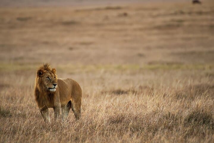 5-Day Uganda Safari — Murchison Falls Nile Cruise & Kibale Chimp Tracking photo 2