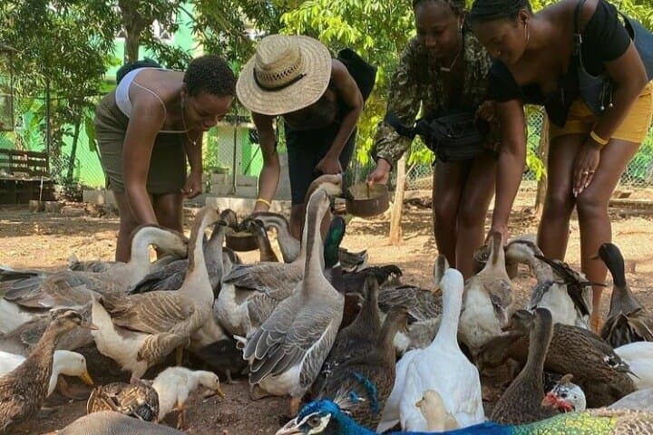 Lethe River Bamboo Rafting & D Boss Farm Mini Zoo — Private Montego Bay Experience photo 3