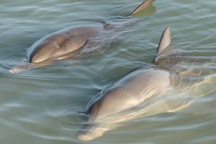 Cocoa Beach Clear Kayak and Paddleboard Dolphin & Manatee Tour