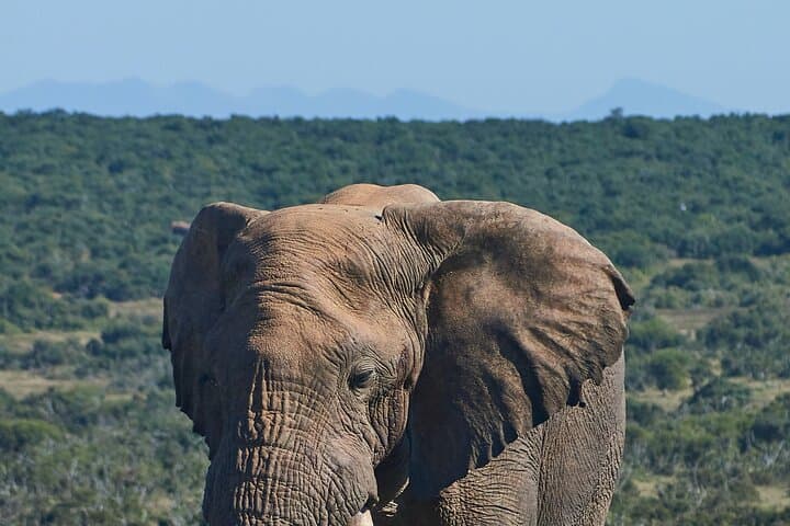 6-Day Uganda Safari: Gorilla Trekking, Chimp Tracking & Game Drives in Kibale, Queen Elizabeth & Bwindi
