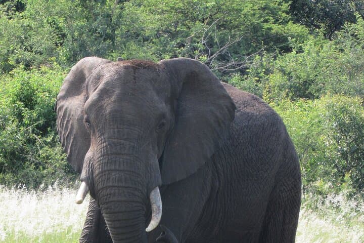 6-Day Uganda Safari: Gorilla Trekking, Chimp Tracking & Game Drives in Kibale, Queen Elizabeth & Bwindi photo 2