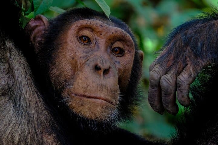6-Day Uganda Safari: Gorilla Trekking, Chimp Tracking & Game Drives in Kibale, Queen Elizabeth & Bwindi photo 3