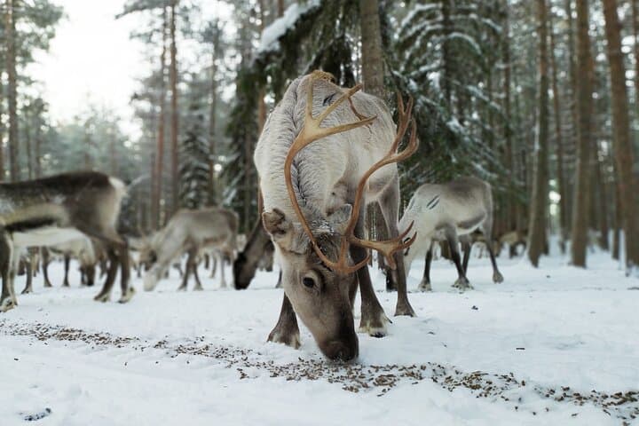 Authentic Reindeer Farm Experience Near Rovaniemi — Meet Lapland Herders