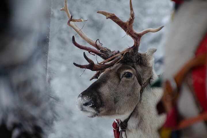Authentic Reindeer Farm Experience Near Rovaniemi — Meet Lapland Herders photo 6