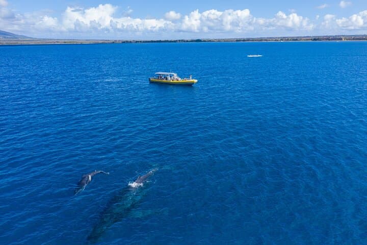 Maui Super Raft Whale Watch: Luxury Up-Close Humpback Experience from Maalaea Harbor photo 6