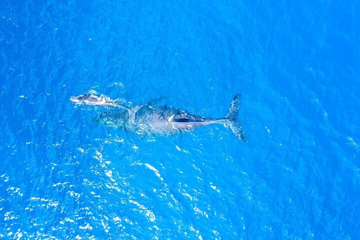 Maui Super Raft Whale Watch: Luxury Up-Close Humpback Experience from Maalaea Harbor photo 4