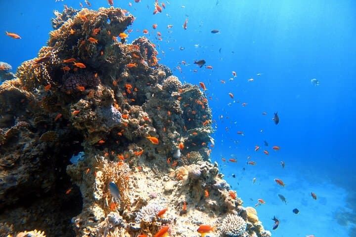 Private Red Sea Diving Experience in Aqaba — Reefs, Wrecks & Underwater Photo photo 4