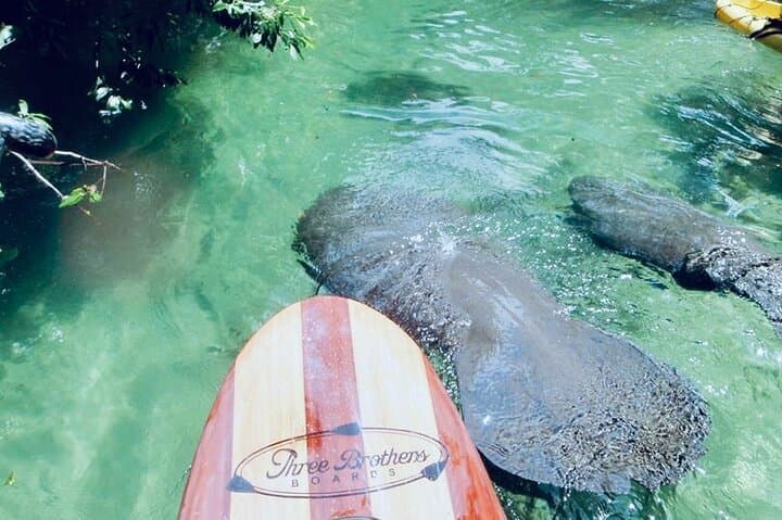 Blue Springs Manatee Paddleboard & Kayak Tour from Orlando photo 2