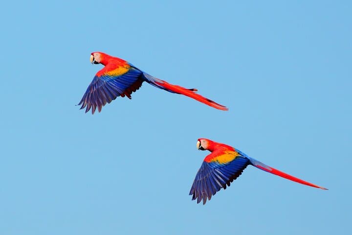 Carara National Park & Tárcoles River: Crocodiles, Scarlet Macaws and Tropical Trails from San José photo 2