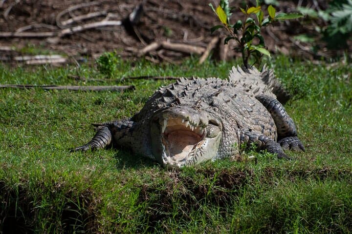 Carara National Park & Tárcoles River: Crocodiles, Scarlet Macaws and Tropical Trails from San José