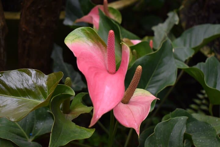 Half-Day Barbados Garden & Wildlife Tour — Flower Forest, Bathsheba & Green Monkeys photo 6