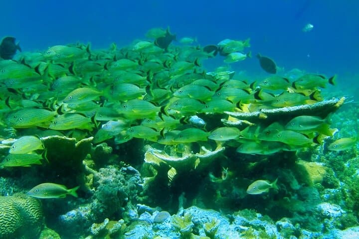 Isla Mujeres Day Trip by Double-Decker Catamaran — Snorkel, Beach Club & Sunset Cruise photo 5