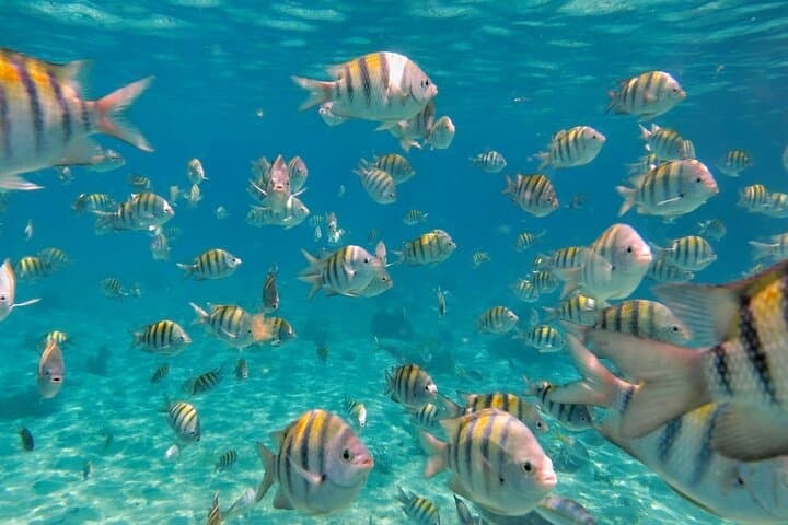 Isla Mujeres Day Trip by Double-Decker Catamaran — Snorkel, Beach Club & Sunset Cruise photo 3