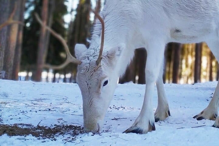 Authentic Reindeer Farm Experience Near Rovaniemi — Meet Lapland Herders photo 4