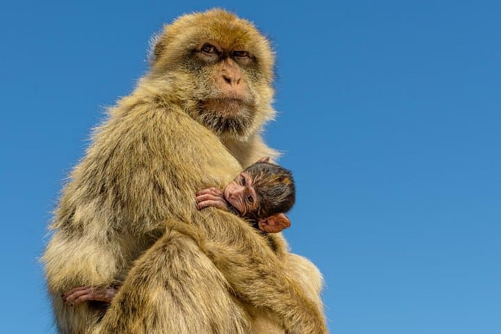 Gibraltar Full-Day Ultimate Tour — Rock of Gibraltar, Apes & WWII Tunnels photo 4