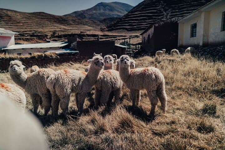 3-Day Cusco: Sacred Valley, Machu Picchu & Rainbow Mountain Early-Access Tour photo 6