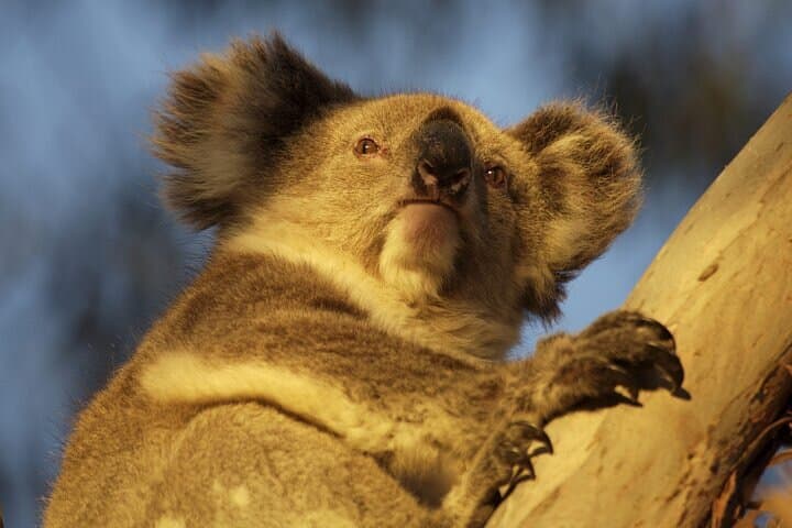 After-Hours Koala Walk at Little Sahara — Evening Bushwalk on Kangaroo Island photo 4