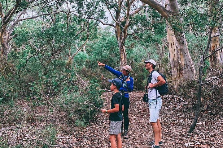 After-Hours Koala Walk at Little Sahara — Evening Bushwalk on Kangaroo Island photo 2