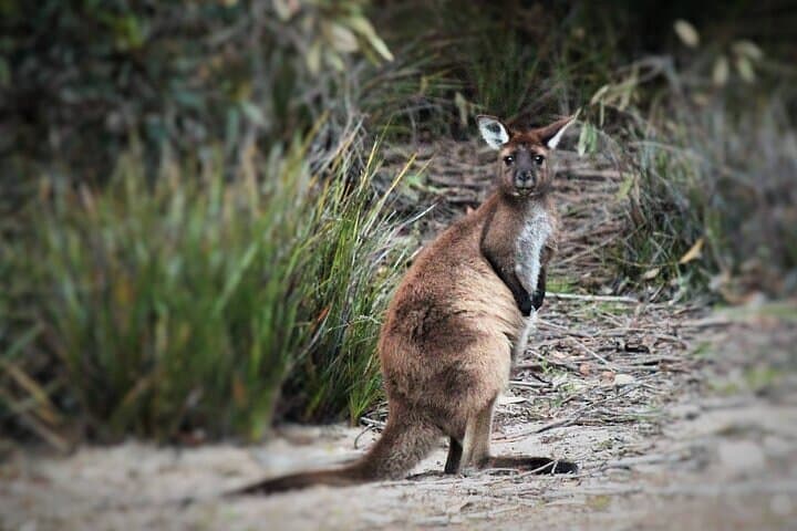 After-Hours Koala Walk at Little Sahara — Evening Bushwalk on Kangaroo Island photo 5
