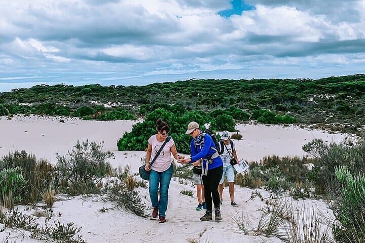 After-Hours Koala Walk at Little Sahara — Evening Bushwalk on Kangaroo Island photo 6