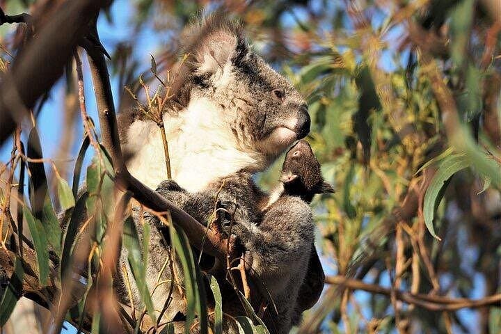 Koala Walking Tour at Little Sahara and Gum Forests, Kangaroo Island photo 1