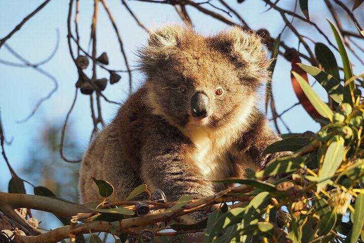 Koala Walking Tour at Little Sahara and Gum Forests, Kangaroo Island photo 3