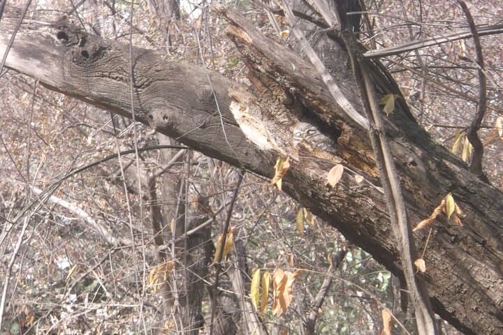 Ranthambhore Day Safari from Jaipur — Afternoon Gypsy Ride & Wildlife Viewing photo 3