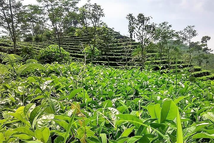 Half-Day Menoreh Tea Village: Harvest, Tasting & Lunch from Yogyakarta photo 3