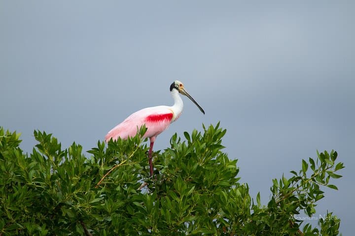 Sail Bacalar Lagoon: 6-Hour Adventure to Cenotes, Islands & Stromatolites photo 5