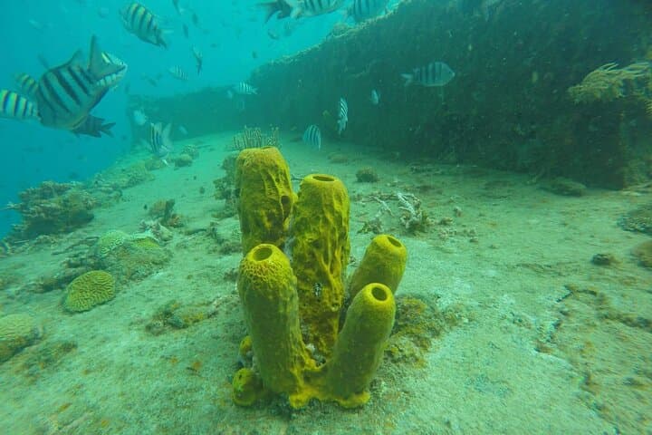 Carlisle Bay Turtle & Shipwreck Cruise — Snorkel with Turtles in Barbados photo 4